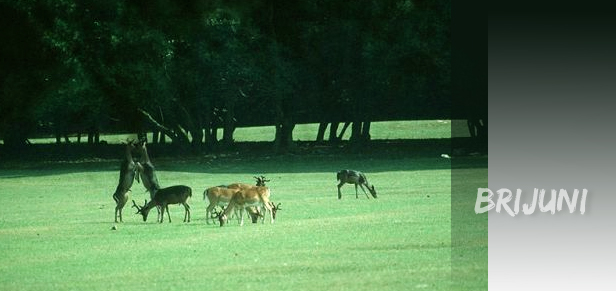 brijuni-nacionalni-park brijuni nacionalni park1 Nacionalni park Brijuni